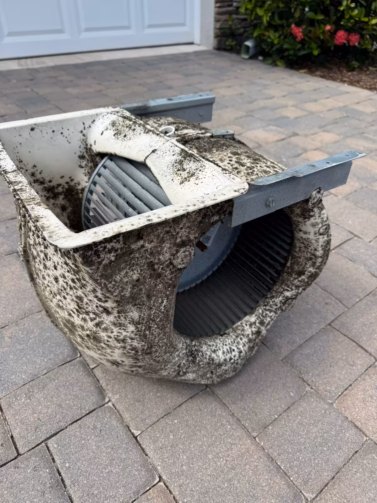 Blower assembly out of the air handler and set on a paver driveway, its housing coated in mold growth and opened to show the fan wheel inside