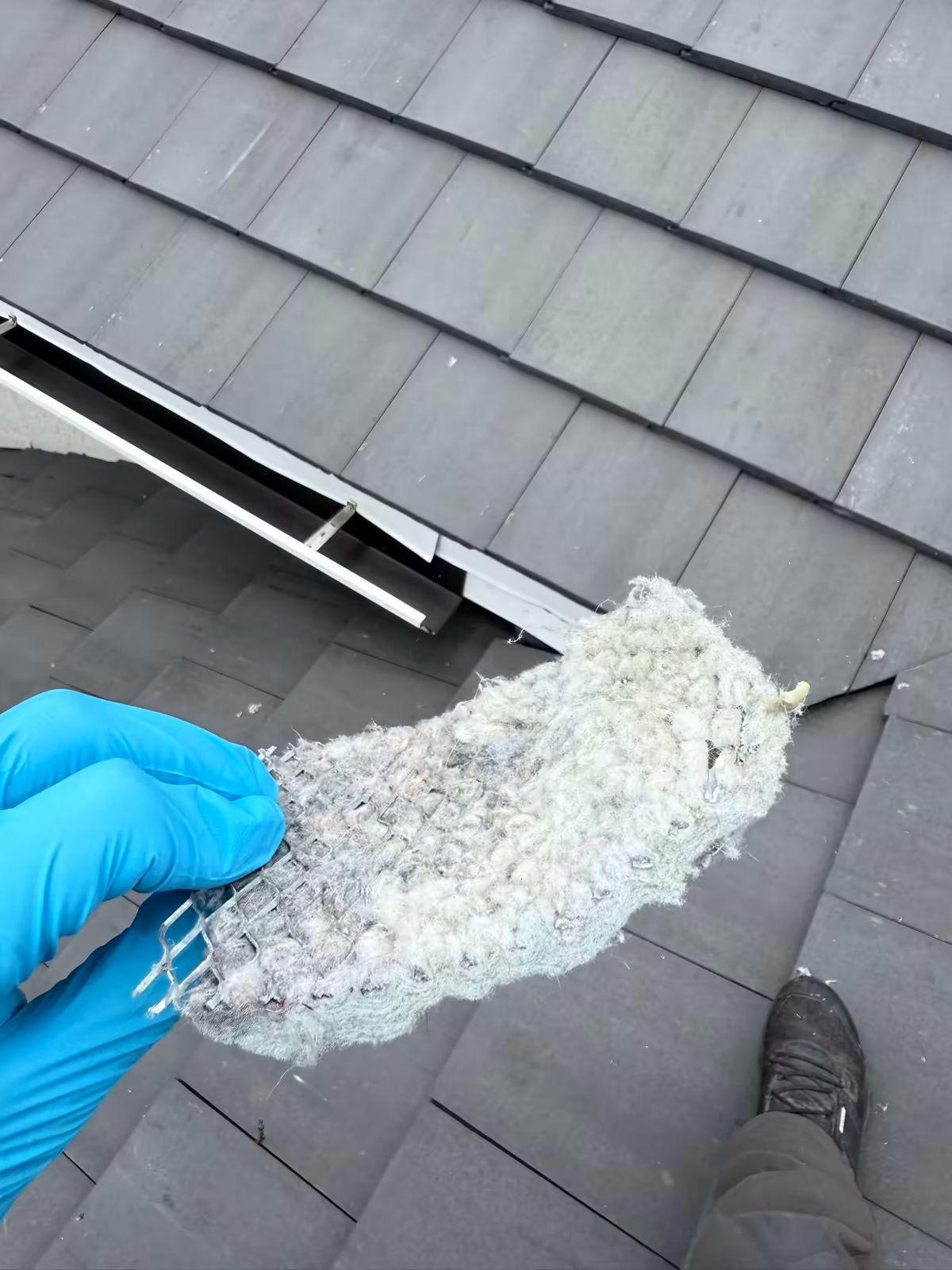 Gloved hand holding the wire screen lifted out of a low-profile roof dryer vent, its mesh matted shut with white lint