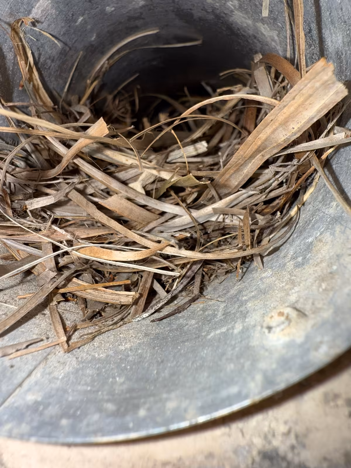 Bird nest of dry grass and palm fibre packed inside a galvanized dryer vent pipe